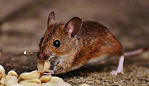 Find Exterminators in Rolette County